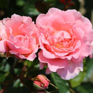 BUSH ROSE 'ENGLISH MISS' 3 LITRE - tradional-roses - Tates