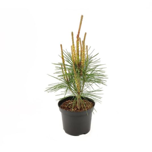 Pinus densiflora 'Alice Verkade' 2 Litre