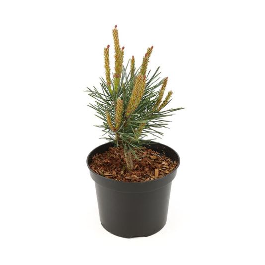 Pinus sylvestris 'Chantry Blue' 2 Litre