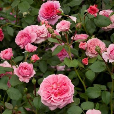 Peter Beales Climbing Rose 'Pippin' 4 Litres