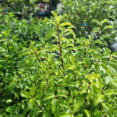 Pittosporum tenufolium 'Arundel Green' 3 Litres