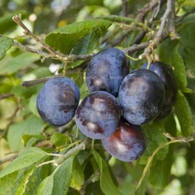 Damson (Prunus) 'Merryweather' Bush 12 Litres St. Julien A