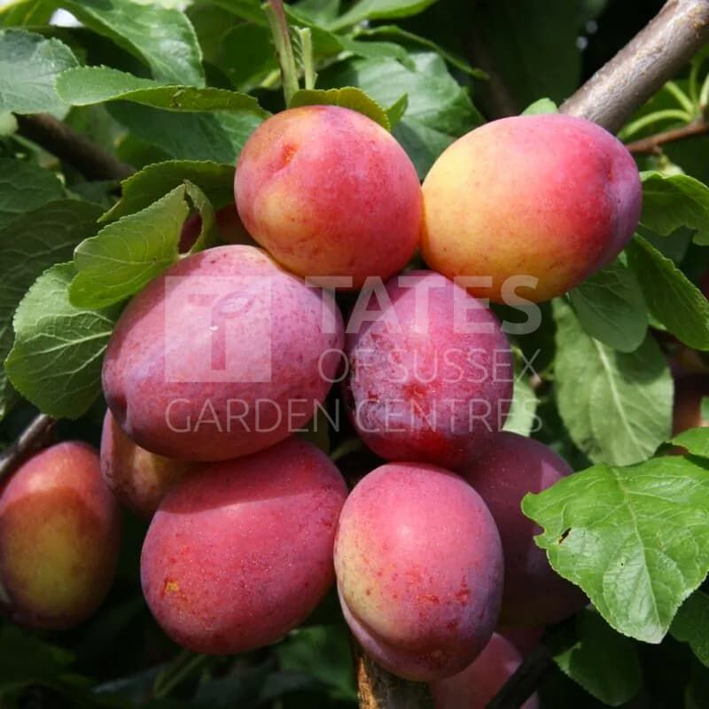 Plum (Prunus) 'Victoria' Bush 12 Litres St. Julien A 