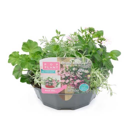 Pop Plant Basket 'Bridal Bouquet'