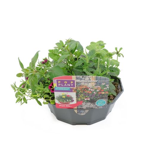 Pop Plant Basket 'Multicolour'