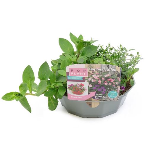 Pop Plant Basket 'Sophistication'