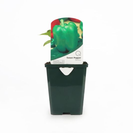 Sweet Pepper 'Green Bellboy' Pot Veg 8.5cm 