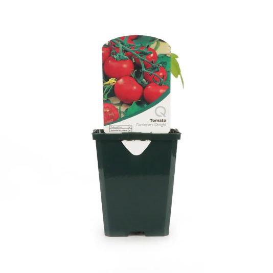 Tomato 'Gardeners Delight' Pot Veg 8.5cm 