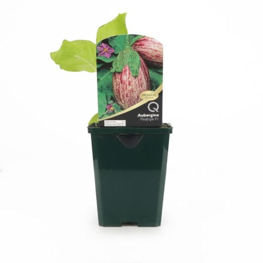 Aubergine 'Pinstripe' Premium Pot Veg 8.5cm 