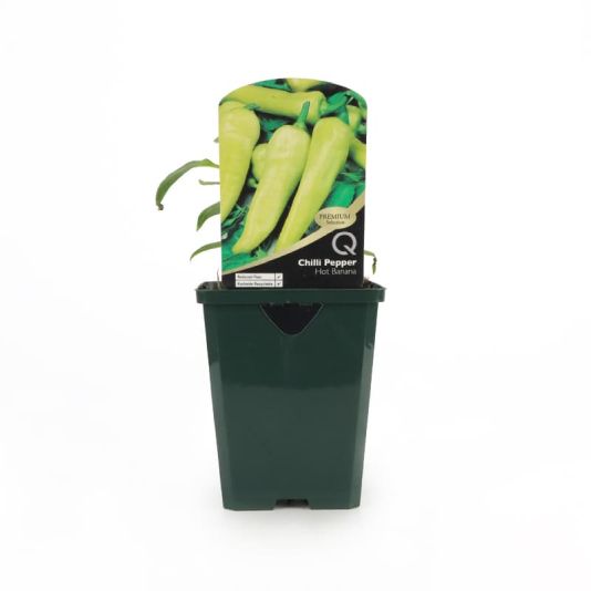 Chilli Pepper 'Hot Banana' Premium Pot Veg 8.5cm 