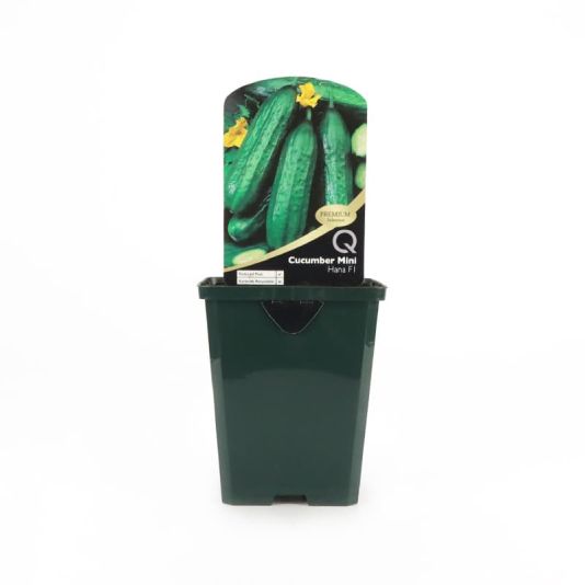 Cucumber 'Mini Hana F1' Premium Pot Veg 8.5cm 