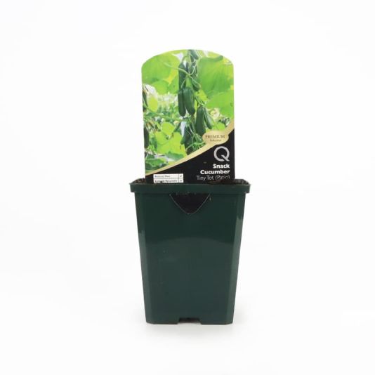 Premium Pot Veg Cucumber 'Snack Tiny Tot' 8.5cm