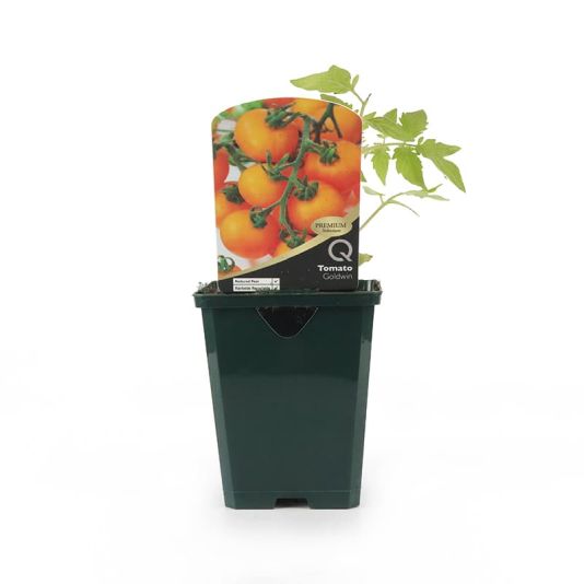 Tomato 'Goldwin' Premium Pot Veg 8.5cm 