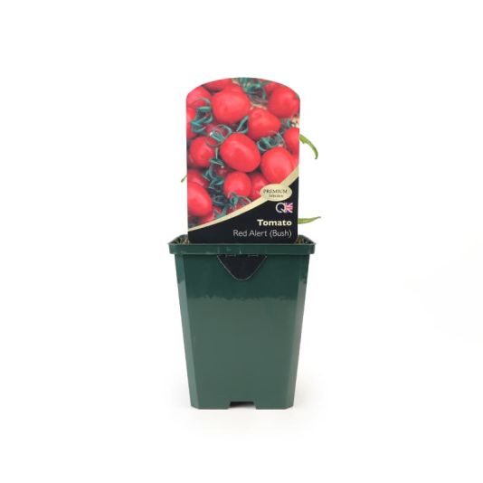 Tomato 'Red Alert' Premium Pot Veg 8.5cm 