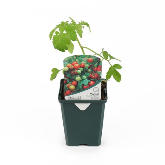 Tomato 'Sweet Aperitif' Pot Veg  8.5cm
