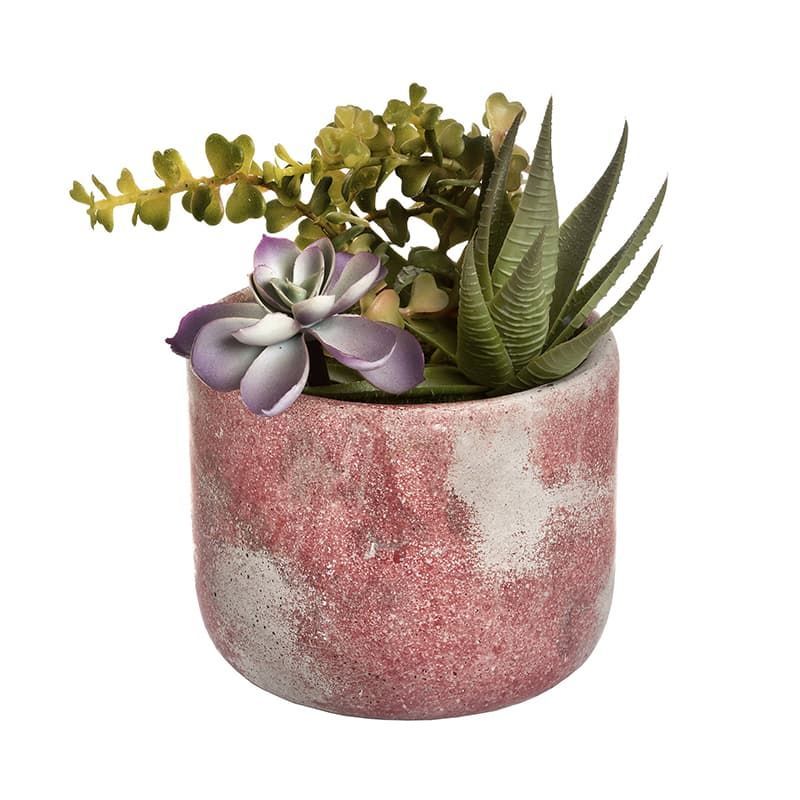 Succulent In Terracotta Pot