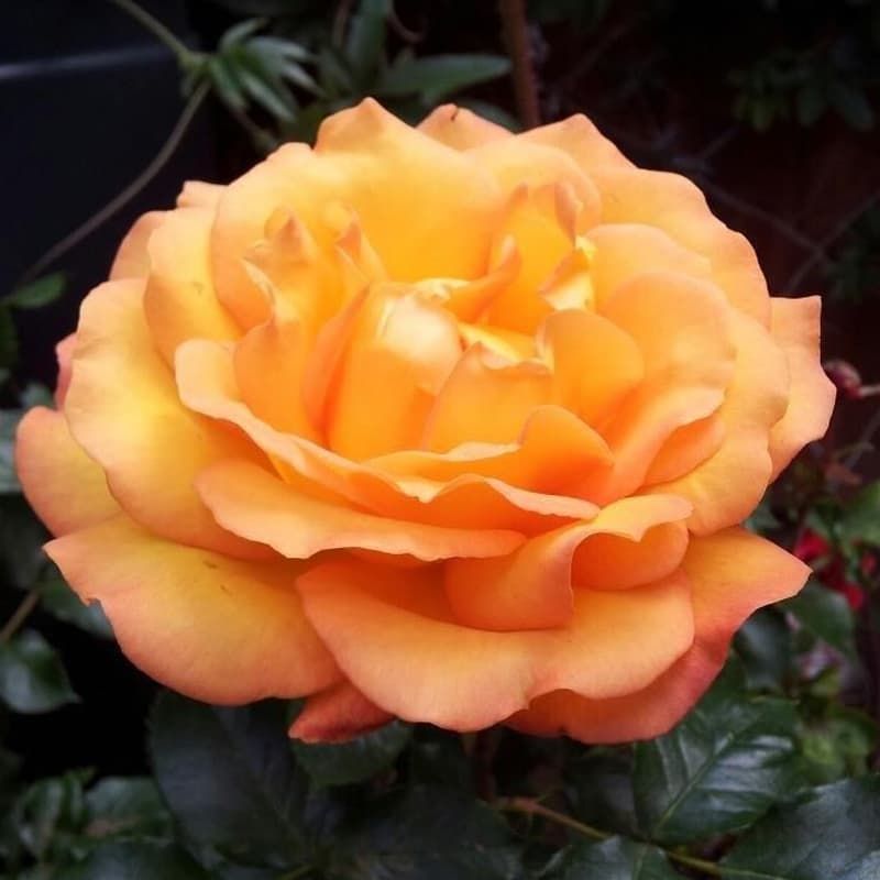 Standard Rose 'Precious Amber' 7.5 Litres - Roses - Tates