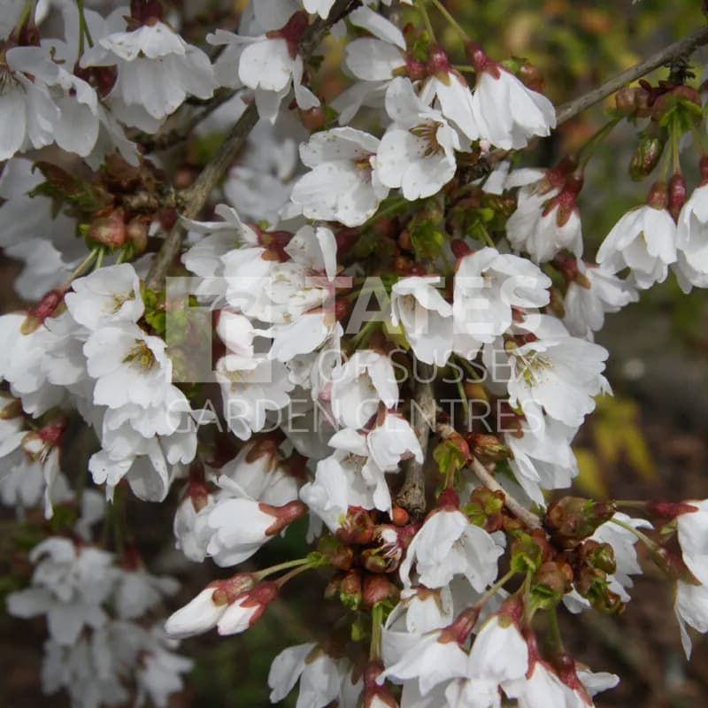Prunus 'Frilly Frock' 12 Litres
