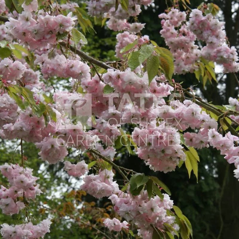 Prunus 'Kiku-shidare-zakura' 12 Litres
