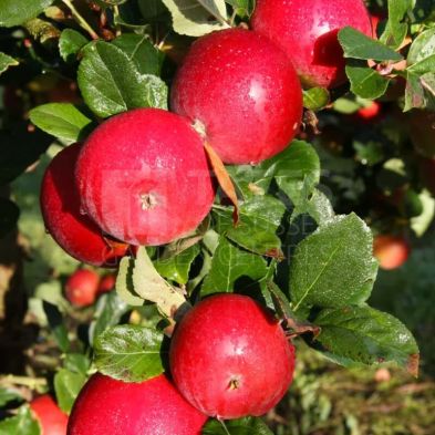 Apple (Malus) 'Red Devil' Bush 12 Litres MM106