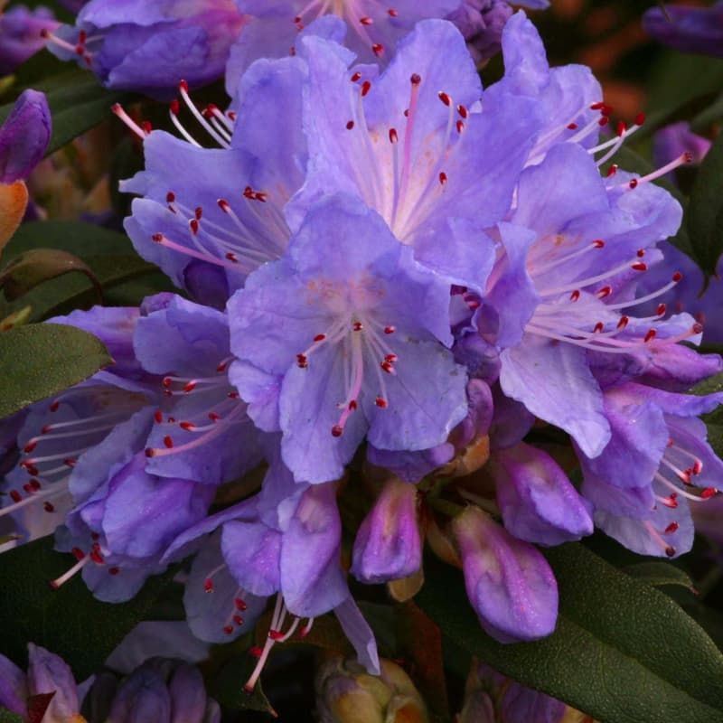 Rhododendron (dwarf) 'Blue Tit' 3 Litres