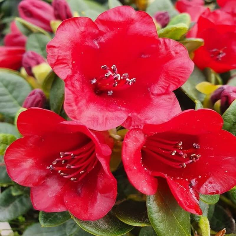 Rhododendron (dwarf) 'Carmen' 3 Litres