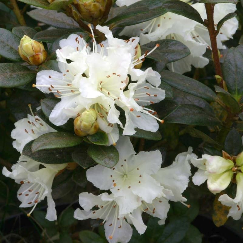 Rhododendron '(dwarf) Cream Crest' 3 Litres
