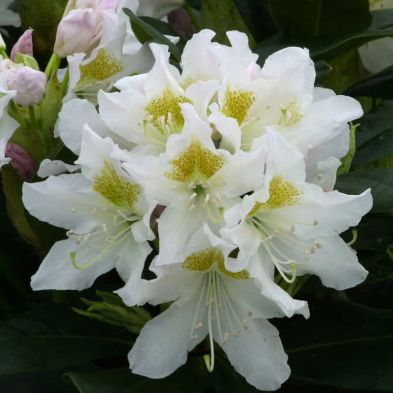 Rhododendron 'Cunninghams White' 7.5 Litres