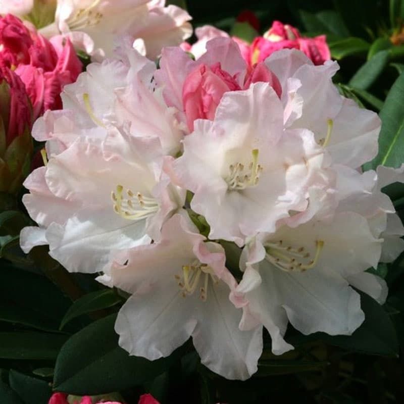 Rhododendron 'Dreamland 3 Litres