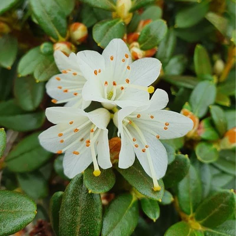 Rhododendron (dwarf) 'Egret' 3 Litres