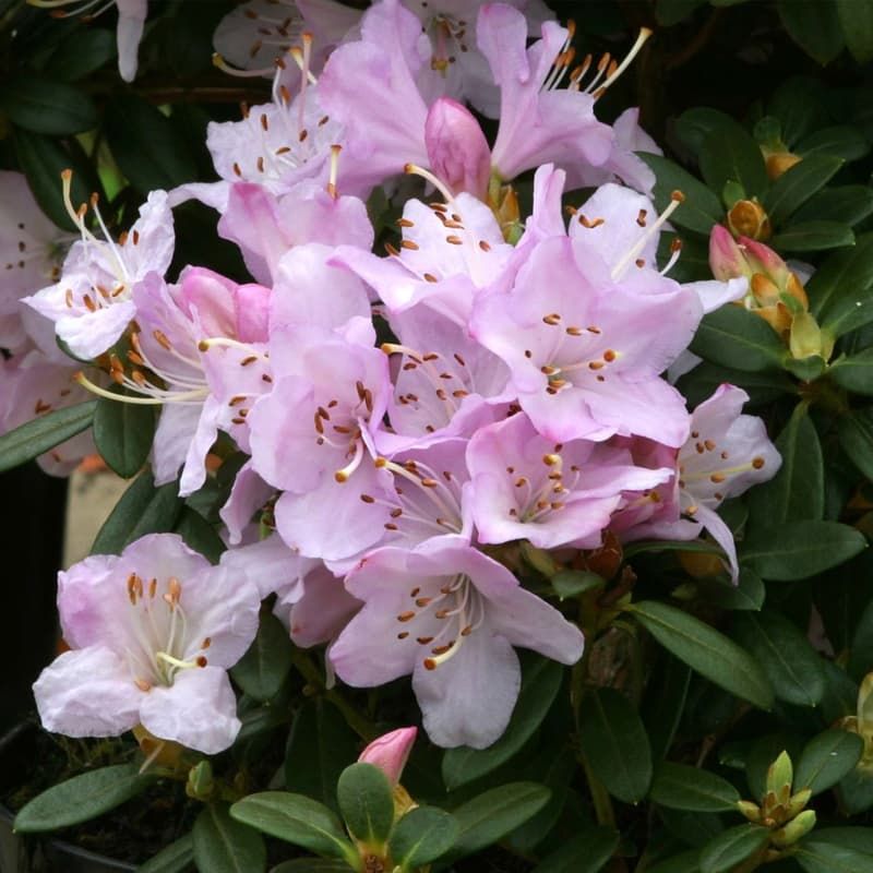 Rhododendron (dwarf) 'Snipe' 3 Litres