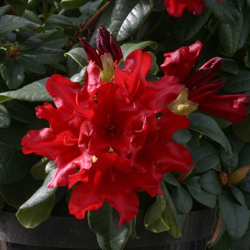 Rhododendron (dwarf) 'Elizabeth Hobbie'