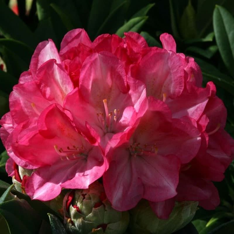 Rhododendron 'Fantastica' 3 Litres