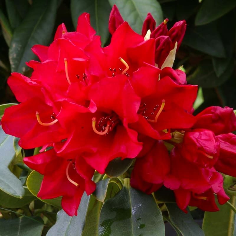 Rhododendron 'Gertrude Schale' 3 Litres