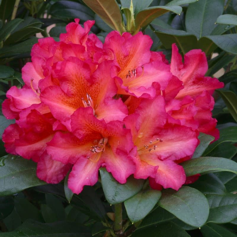 Rhododendron 'Golden Gate' 7.5