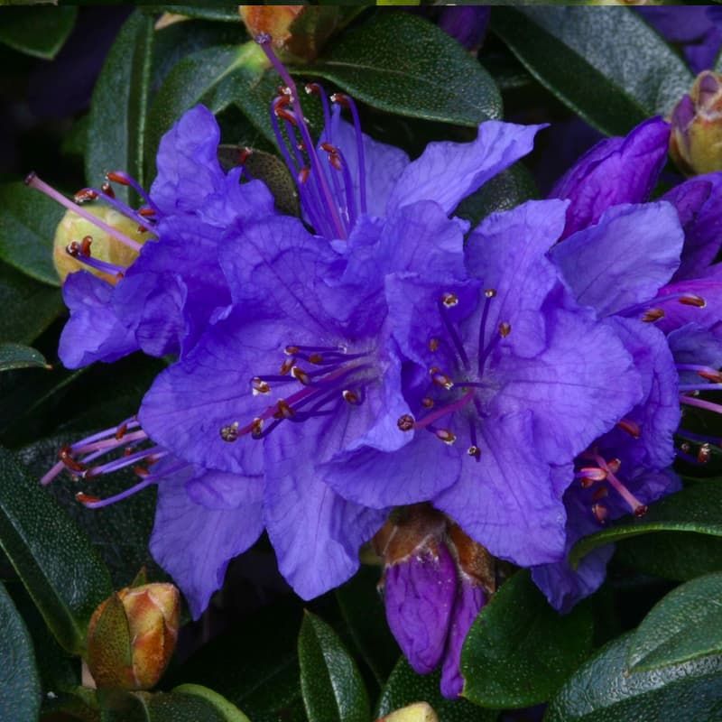Rhododendron (dwarf) 'Gristede' 3 Litres