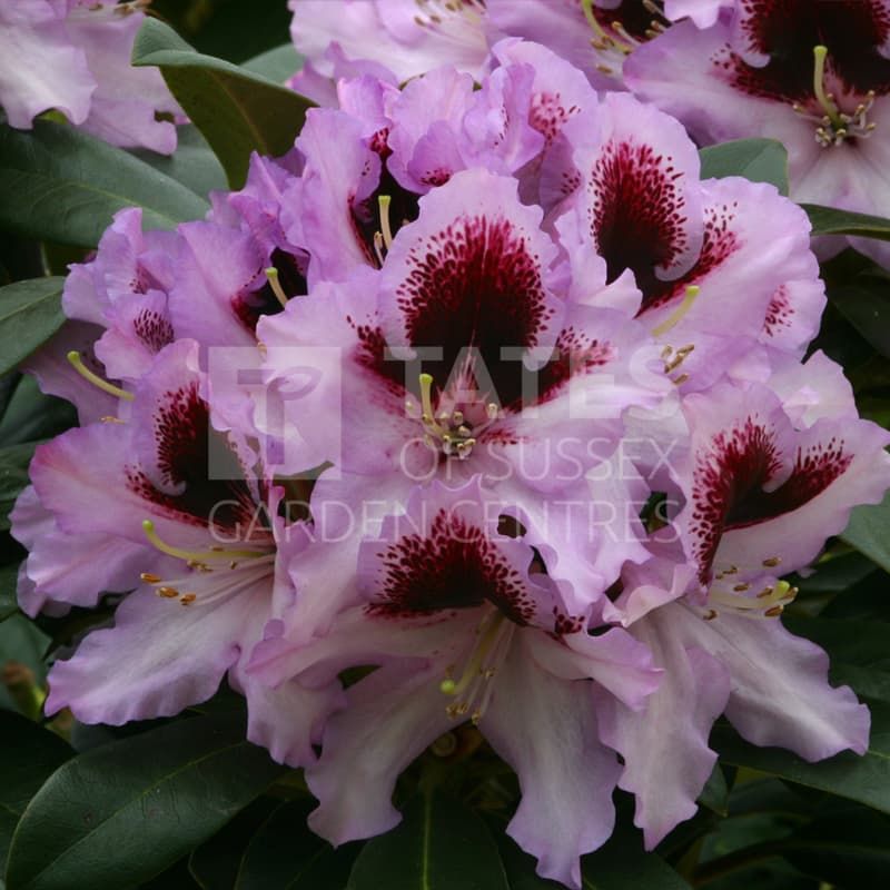 Rhododendron 'Kabarett' 7.5 Litres