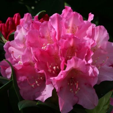 Rhododendron 'Kalinka' 3 Litres