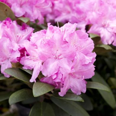 Rhododendron 'Lumina' 3 Litres