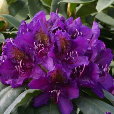 Rhododendron 'Marcel Menard' 7.5 Litres