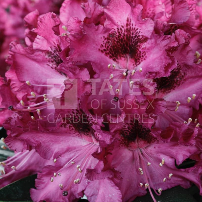 Rhododendron 'Marie Fortier' 20 Litres
