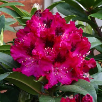 Rhododendron 'Marie Fortier' 7.5 Litres