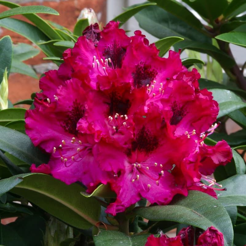 Rhododendron 'Marie Fortier' 7.5 Litres