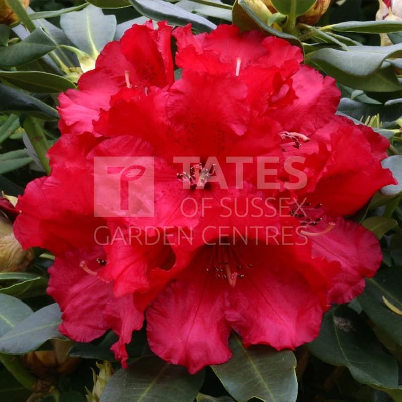 Rhododendron 'Markeetas Prize' 20 Litres