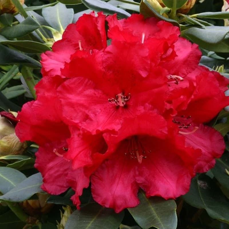 Rhododendron 'Markeetas Prize' 7.5 Litres