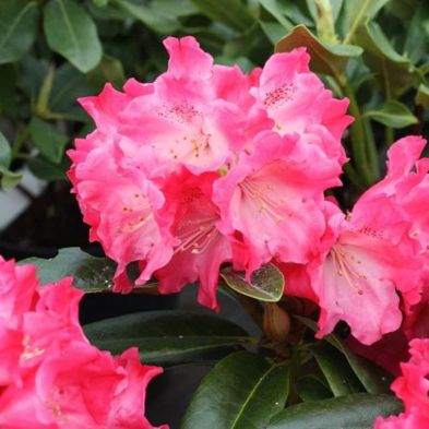 Rhododendron Morning Red 3 Litres