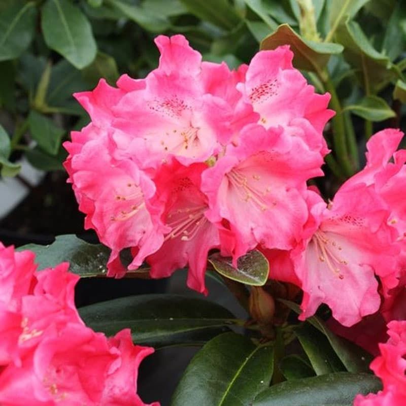 Rhododendron Morning Red 3 Litres