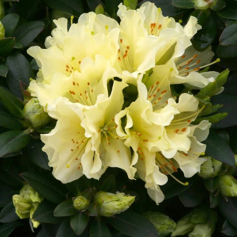 Rhododendron (dwarf) 'Patty Bee' 3 Litres