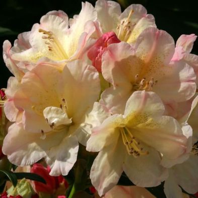 Rhododendron 'Percy Wiseman' 7.5 Litres