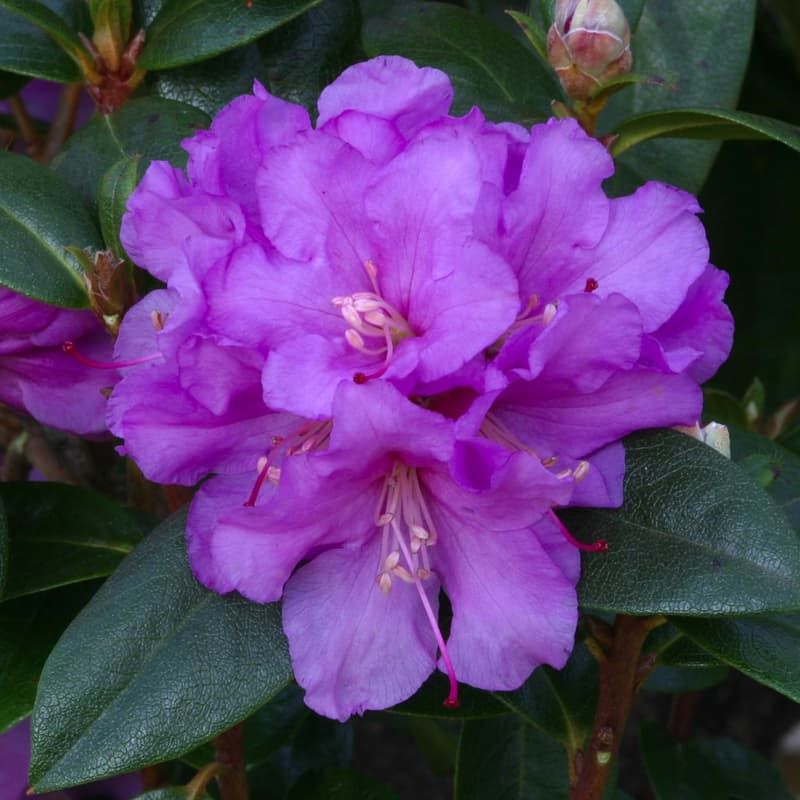 Rhododendron (dwarf) 'Praecox' 3 Litres